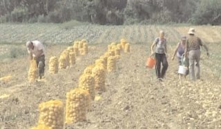 Peste 21.000 de cereri pentru plți și intervenții agricole 